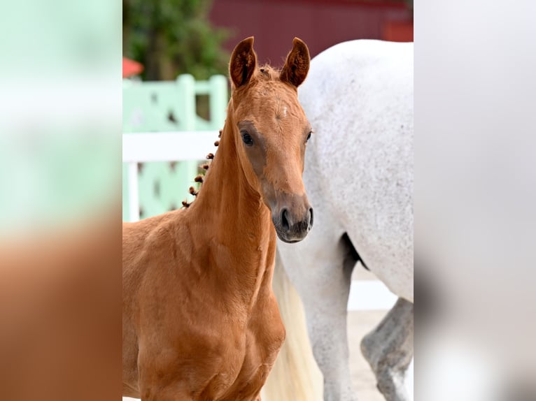 Oldenburgo Semental Potro (05/2026) Alazán in Emstek
