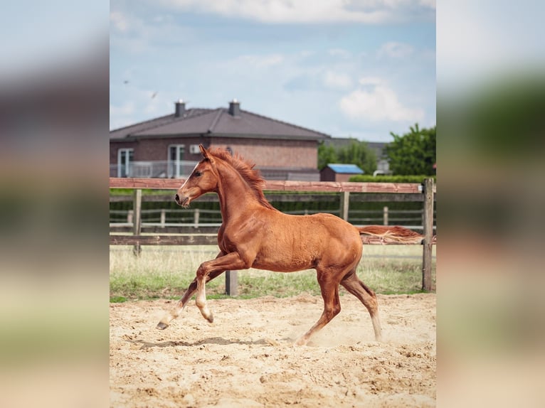 Oldenburgo Semental Potro (03/2025) Alazán in Holdorf