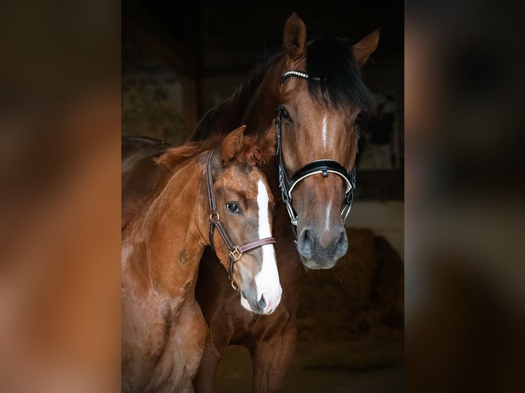 Oldenburgo Semental Potro (04/2026) Alazán in Obermunzig