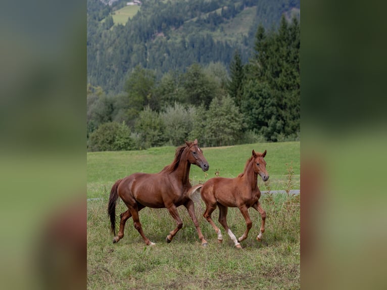 Oldenburgo Semental Potro (04/2025) Alazán in Jenig