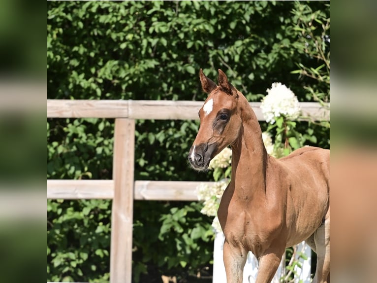 Oldenburgo Semental Potro (06/2025) Alazán-tostado in Molbergen