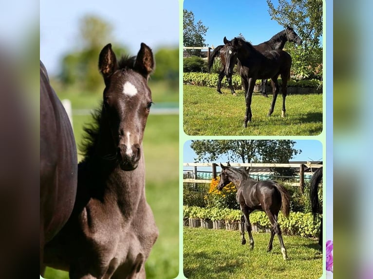 Oldenburgo Semental Potro (04/2025) in Siegen Oldenburgo Semental Potro (04/2025) in Siegen