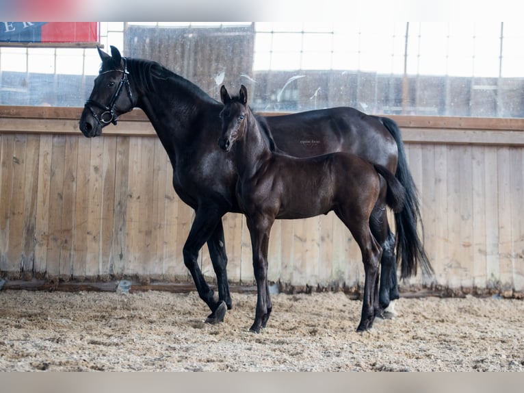 Oldenburgo Semental  Negro in Fehrbellin Protzen
