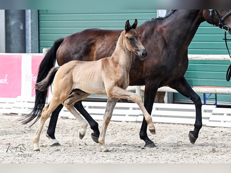Oldenburgo Semental Potro (05/2026) Negro in Großenkneten