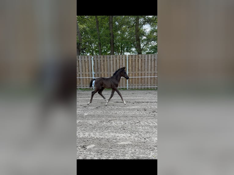 Oldenburgo Semental Potro (01/2026) Negro in Großheide Westerende