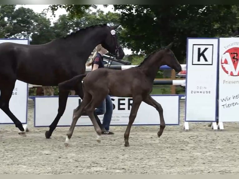 Oldenburgo Semental  Negro in Westerstede