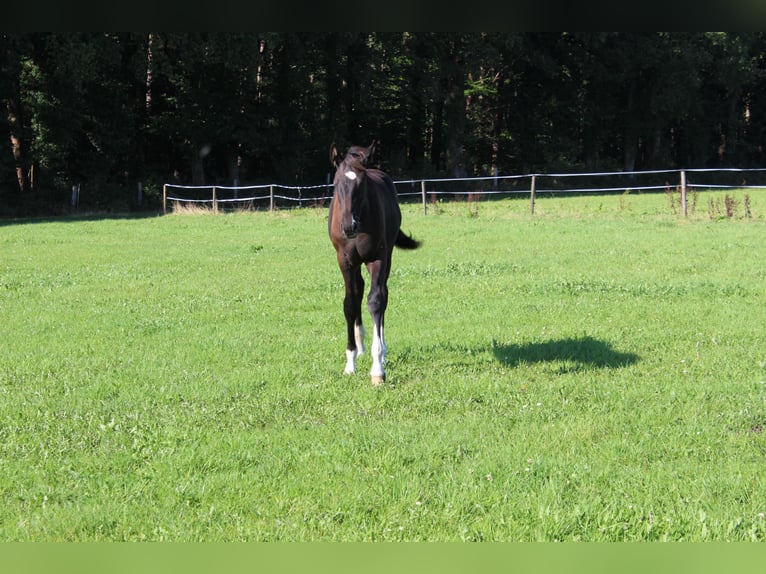 Oldenburgo Semental Potro (04/2025) Negro in Westerstede