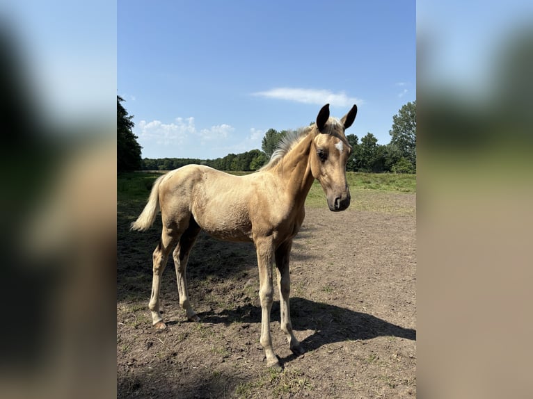 Oldenburgo Mestizo Semental Potro (04/2025) Palomino in Ovelg&#xF6;nne