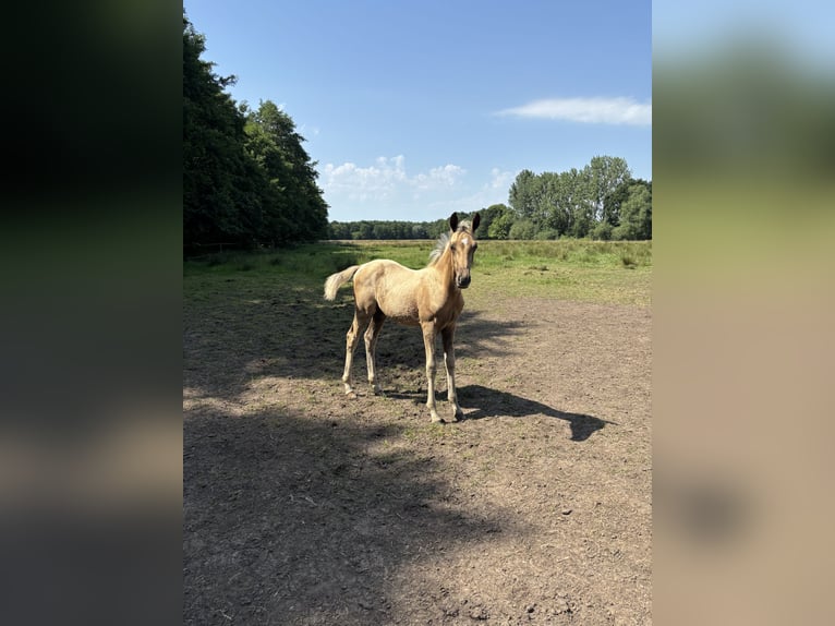 Oldenburgo Mestizo Semental Potro (04/2025) Palomino in Ovelg&#xF6;nne