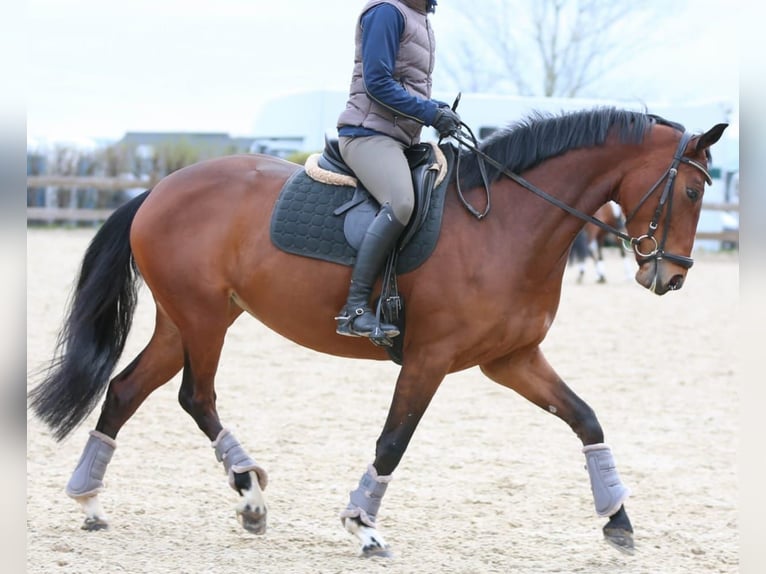 Oldenburgo Yegua 10 años 163 cm Castaño in Wermsdorf