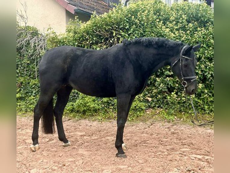 Oldenburgo Yegua 10 años 165 cm Negro in Sonnefeld