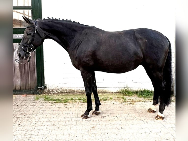 Oldenburgo Yegua 10 años 168 cm Negro in Roetgen