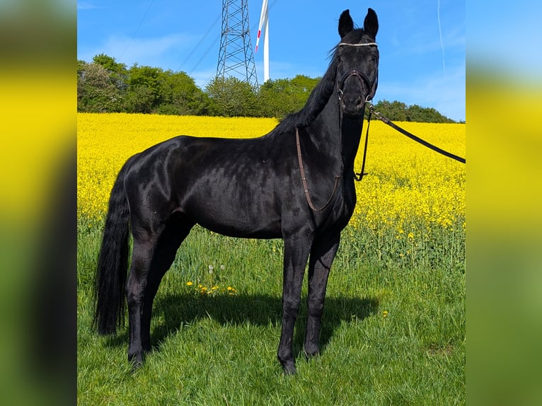 Oldenburgo Yegua 10 años 171 cm Negro in Großrinderfeld