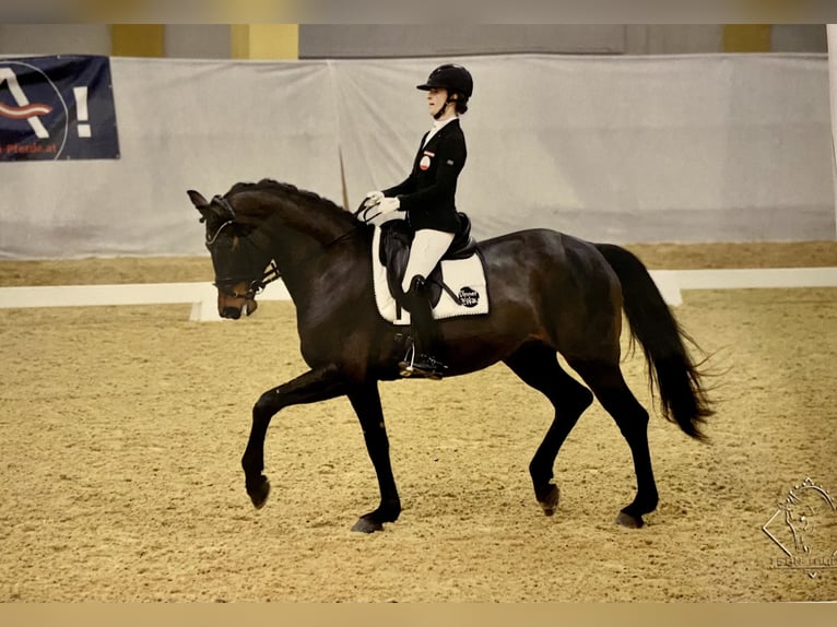 Oldenburgo Yegua 10 años 172 cm Castaño oscuro in Desselbrunn