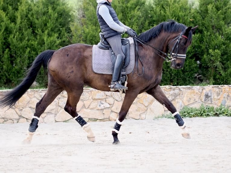 Oldenburgo Yegua 10 años 172 cm Negro in Navas Del Madroño