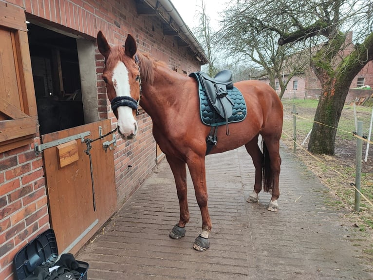 Oldenburgo Yegua 10 años 177 cm Alazán in Warmsen