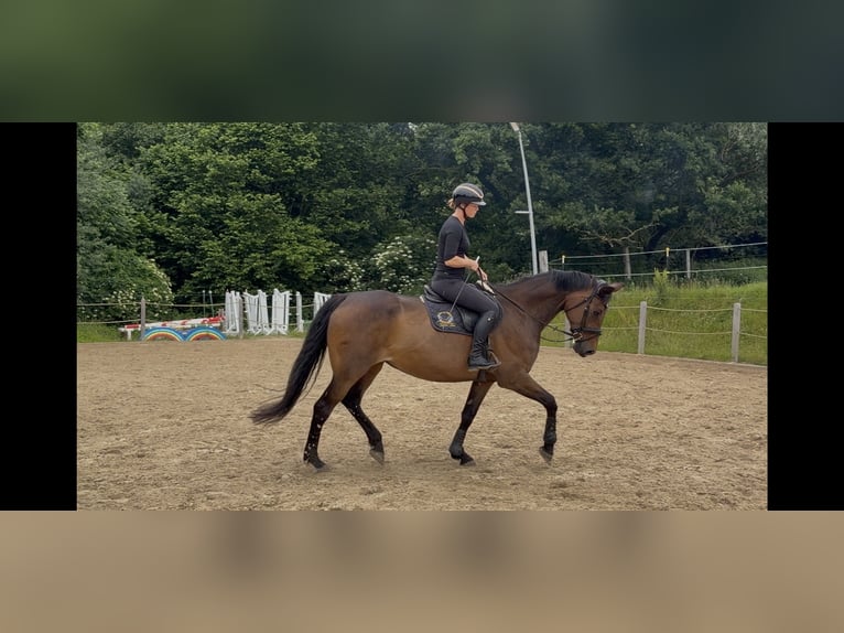 Oldenburgo Yegua 10 años 178 cm  in Kröpelin