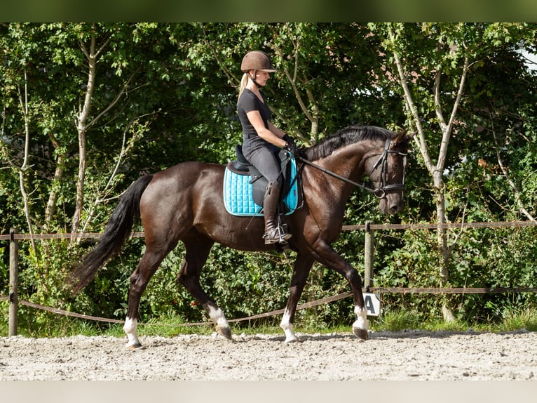 Oldenburgo Mestizo Yegua 11 años 162 cm Morcillo in Boelenslaan