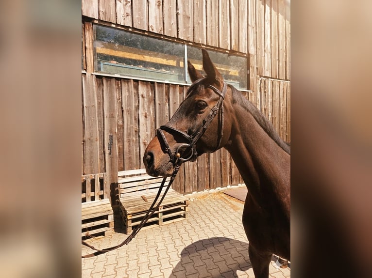 Oldenburgo Yegua 11 años 165 cm Castaño oscuro in Mannheim