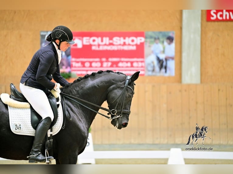Oldenburgo Yegua 11 años 166 cm Negro in Arnstein