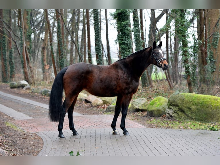 Oldenburgo Yegua 11 años 167 cm Castaño in Vechta