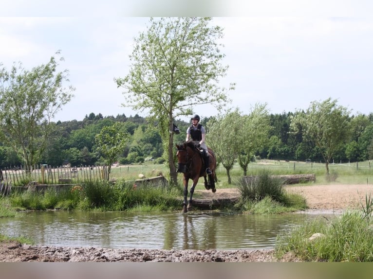 Oldenburgo Yegua 11 años 168 cm Castaño in Wedemark