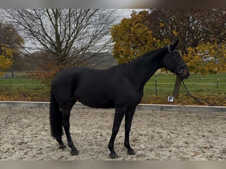 Oldenburgo Yegua 11 años 169 cm Negro in Schönwalde-Glien OT Pausin