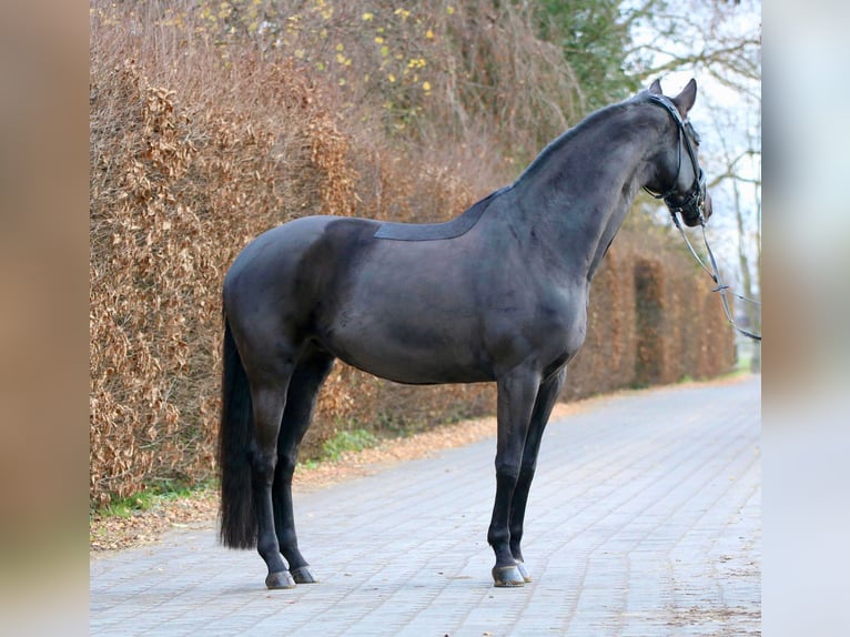 Oldenburgo Yegua 11 años 170 cm Negro in Bonn