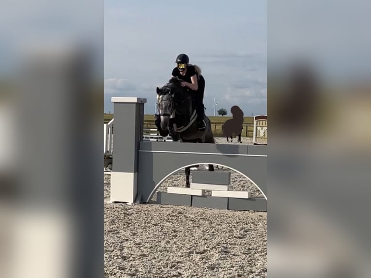 Oldenburgo Yegua 11 años 173 cm Tordo rodado in Barsinghausen