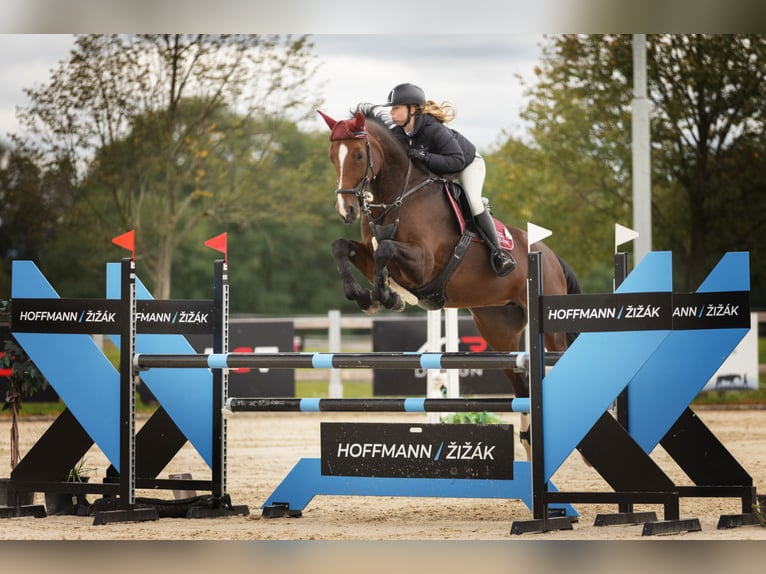 Oldenburgo Yegua 11 años Castaño rojizo in Mlad&#xE1; Boleslav