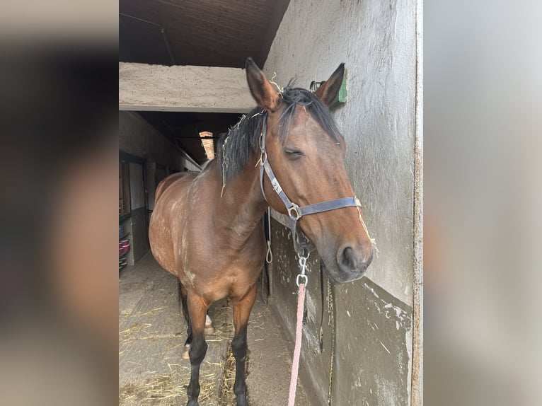 Oldenburgo Yegua 12 años 160 cm Castaño in TaufkircheN