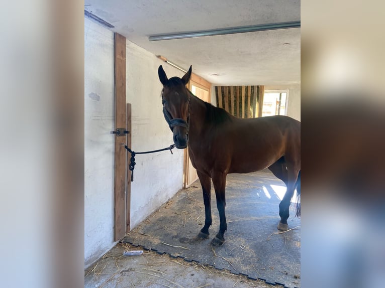Oldenburgo Yegua 12 años 161 cm Castaño in Aigen im Ennstal
