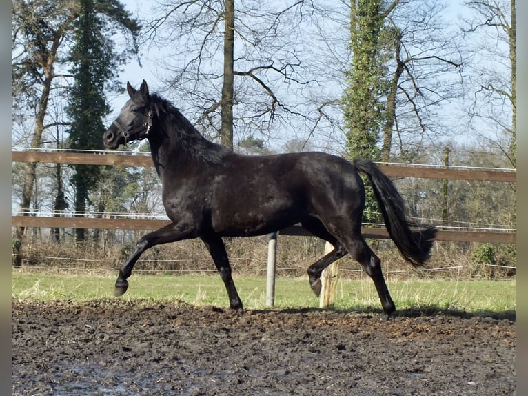 Oldenburgo Yegua 12 años 163 cm Negro in H&#xF6;velhof
