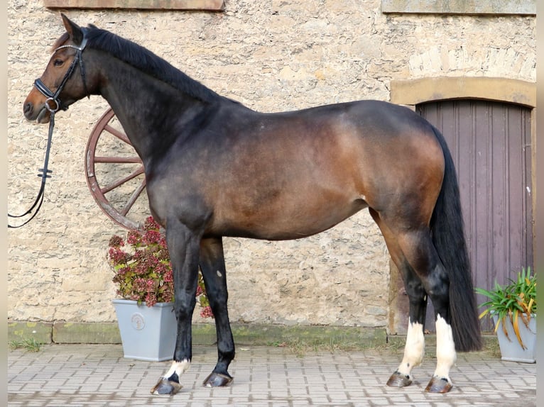 Oldenburgo Yegua 12 años 166 cm Castaño in Glandorf