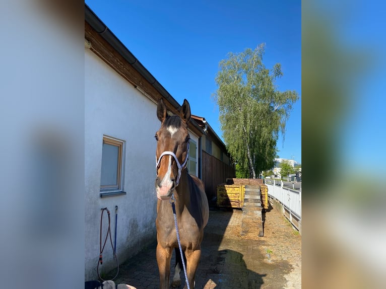 Oldenburgo Yegua 12 años 170 cm Castaño in Neunkirchen