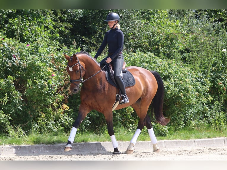 Oldenburgo Yegua 12 años 171 cm Castaño in Neu Duvenstedt