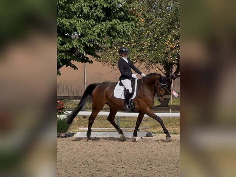 Oldenburgo Yegua 12 años 172 cm Castaño oscuro in Bochum