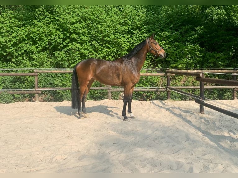 Oldenburgo Yegua 12 años 172 cm Castaño oscuro in Bochum