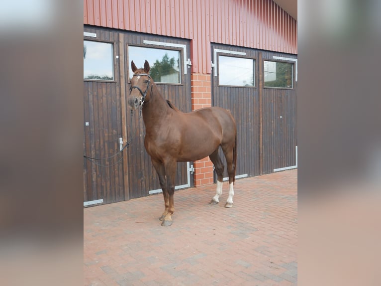 Oldenburgo Yegua 12 años 174 cm Alazán-tostado in D&#xF6;tlingen-Geveshausen