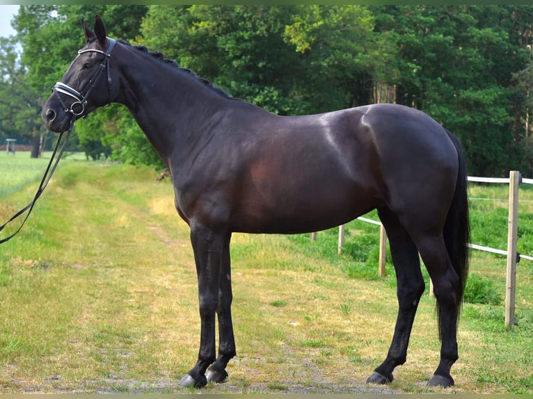 Oldenburgo Yegua 12 años 175 cm Morcillo in Jürgenshagen