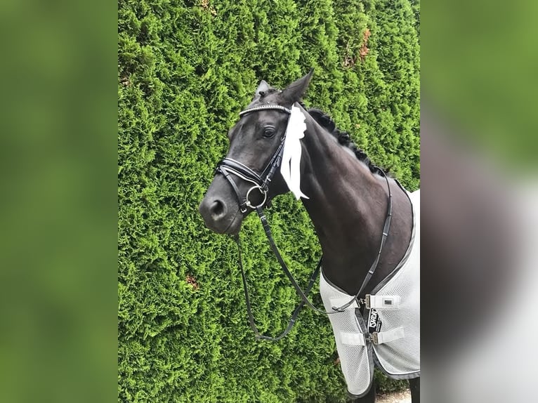 Oldenburgo Yegua 13 años 160 cm Negro in Susten