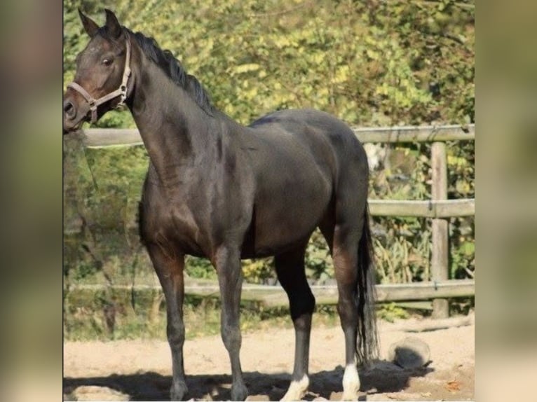 Oldenburgo Yegua 13 años 164 cm Castaño oscuro in Nordhausen