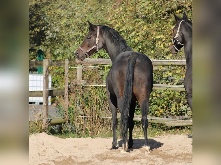 Oldenburgo Yegua 13 años 164 cm Castaño oscuro in Radeburg