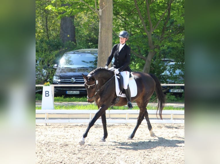 Oldenburgo Yegua 13 años 164 cm Morcillo in Oebisfelde-Weferlingen