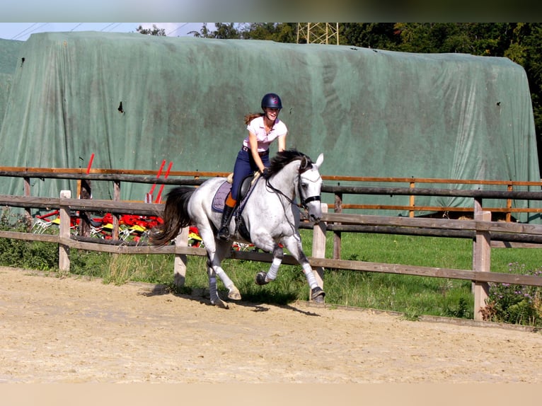 Oldenburgo Yegua 13 años 164 cm Tordo in Vechta