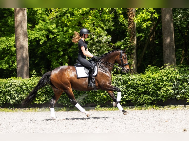 Oldenburgo Yegua 13 años 167 cm Castaño oscuro in Vlaardingen