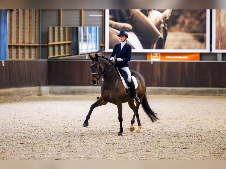 Oldenburgo Yegua 13 años 167 cm Castaño oscuro in Vlaardingen