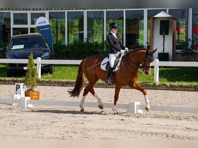 Oldenburgo Yegua 13 años 168 cm Alazán in Fuldabrück