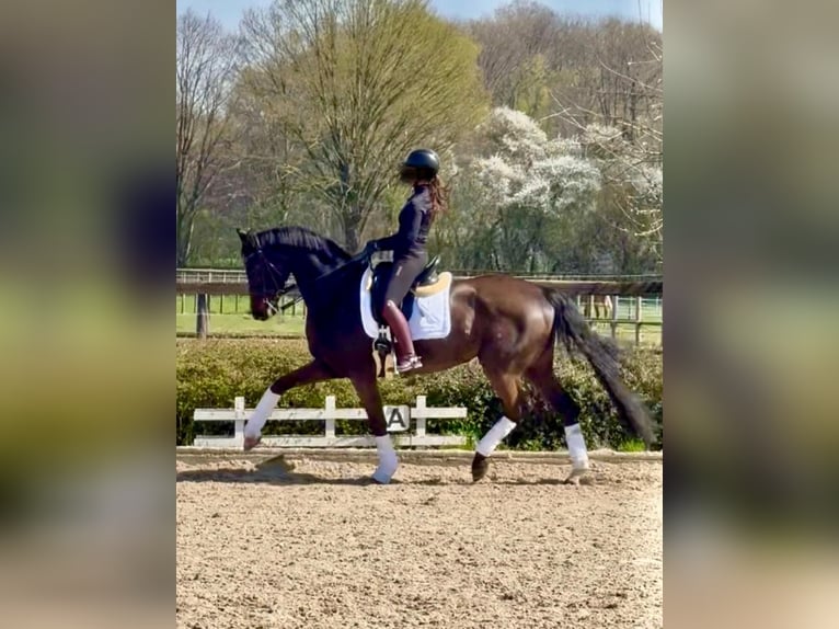 Oldenburgo Yegua 13 años 169 cm Castaño oscuro in Dortmund