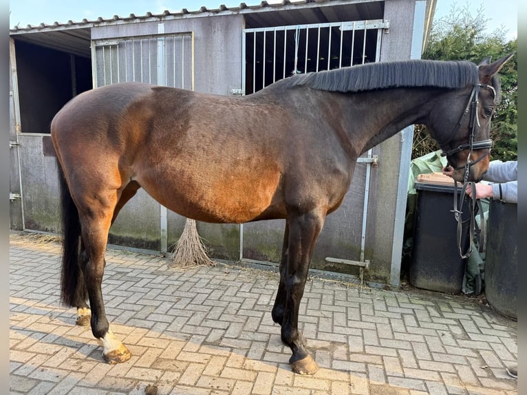 Oldenburgo Yegua 13 años 170 cm Castaño oscuro in Loxstedt